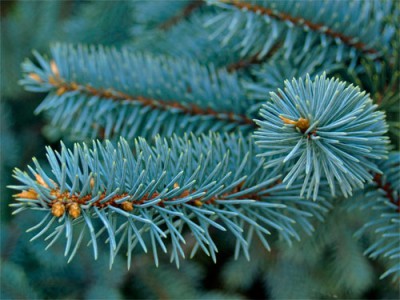 Blue-fir-tree1.jpg